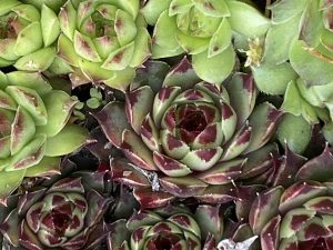 Blue-Green Roofs Are An Architectural & Environmental Positive